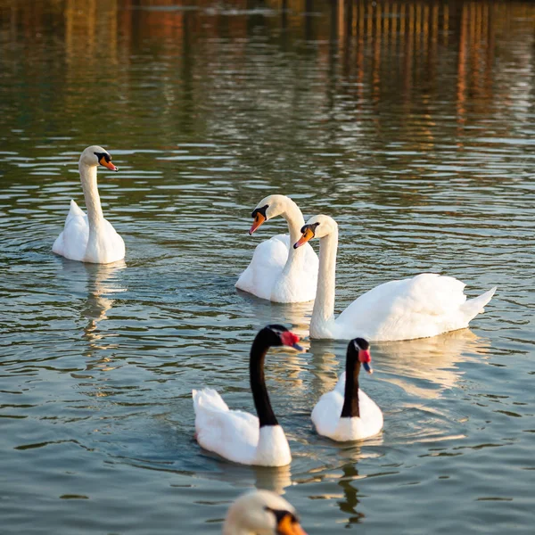 Swans Black Necked Swans Enjoy Swimming River — Foto de Stock