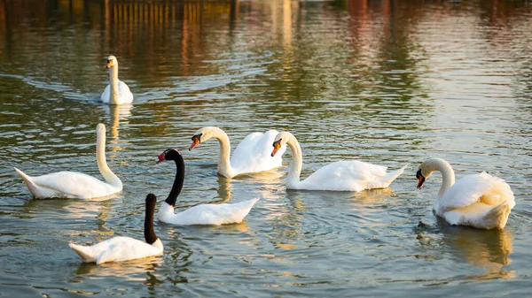 Swans Black Necked Swans Enjoy Swimming River — Foto de Stock