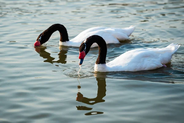 Black Necked Swan Cygnus Melanocoryphus Black Necked Swan Largest Waterfowl — Foto de Stock