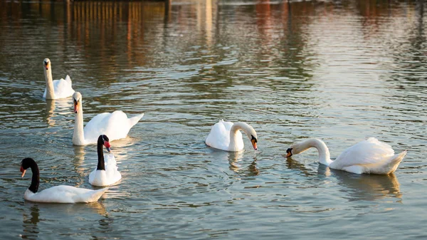 Swans Black Necked Swans Enjoy Swimming River — Stock Photo, Image