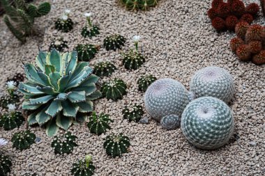 Beautiful cactus blooming in the garden