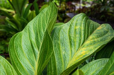 Yeşil yaprakların yakın plan detayları