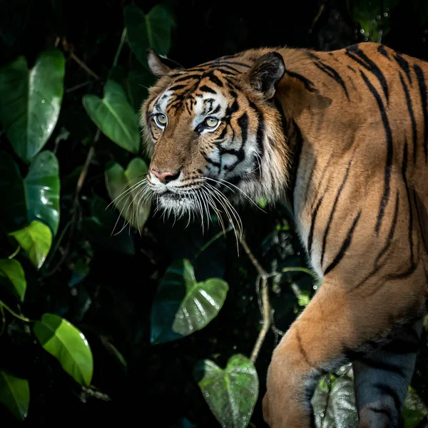 Der Tiger Steht Etwas Mit Interesse Betrachten — Stockfoto