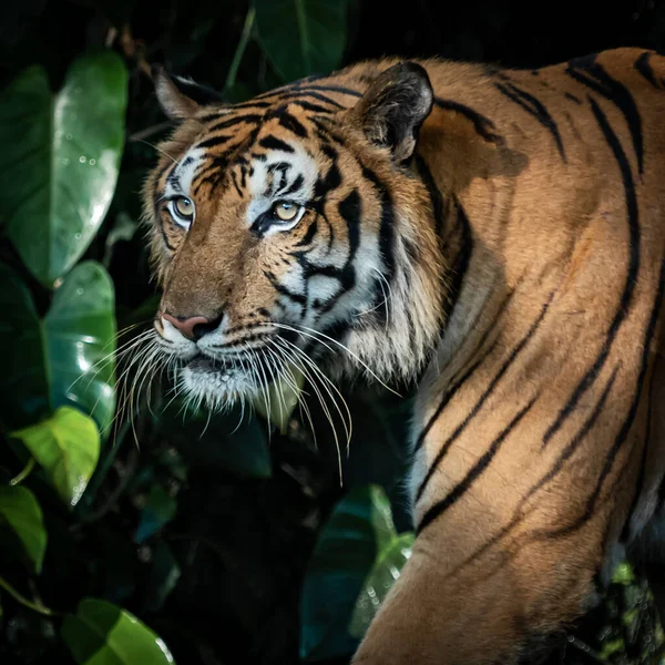 Tigern Står Att Titta Något Med Intresse — Stockfoto