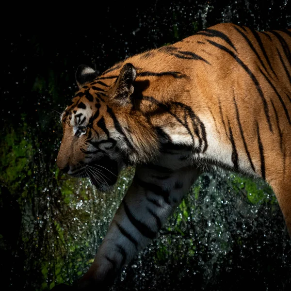 Tigre Marchant Recherche Nourriture Dans Forêt Nature Des Mammifères — Photo