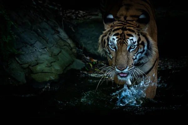 Tiger Went Hunt Pond — Fotografia de Stock