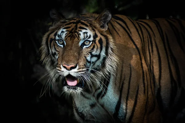 Tijger Kijkt Met Interesse Naar Iets — Stockfoto