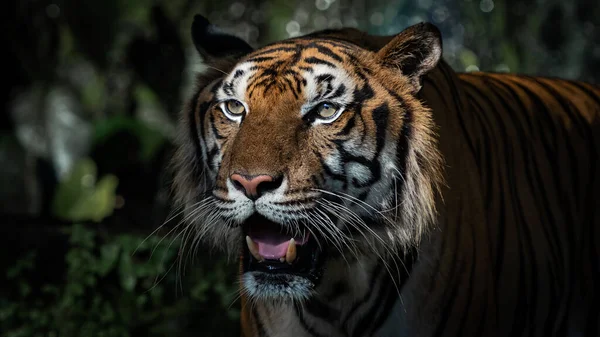 Tigern Står Att Titta Något Med Intresse — Stockfoto