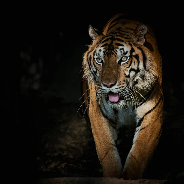Kaplanlar Geceleri Ormanda Yiyecek Ararlar Memelilerin Adetidir — Stok fotoğraf