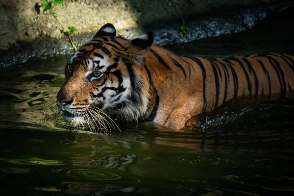 Tiger Went Hunt Pond — 스톡 사진