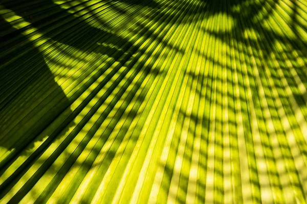 Details Green Yellow Palm Leaves — Stock Photo, Image
