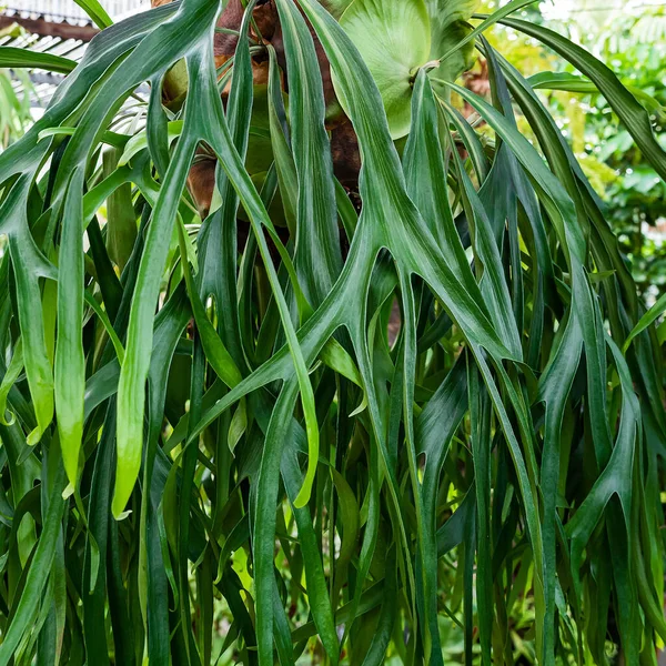 Platycerium Superbum Közismert Nevén Staghorn Páfrány Egy Platycerium Faj Páfrány — Stock Fotó