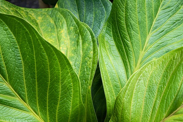 Detalles Cerca Las Hojas Verdes —  Fotos de Stock