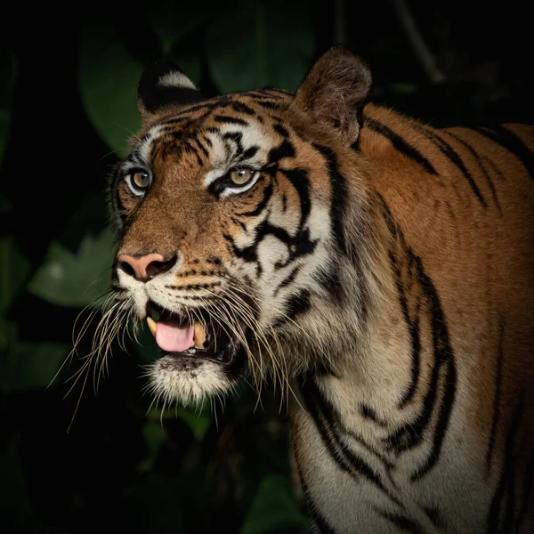 Tigrar Födosöker Skogen Natten Det Däggdjurs Vana — Stockfoto