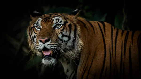 Tigers foraging in the forest at night It is the habit of mammals.