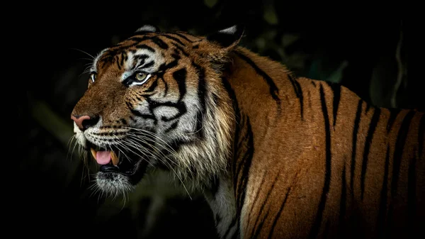 Tigers foraging in the forest at night It is the habit of mammals.