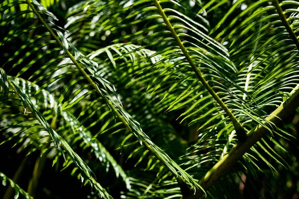 Licht Und Schatten Unter Grünen Blättern — Stockfoto