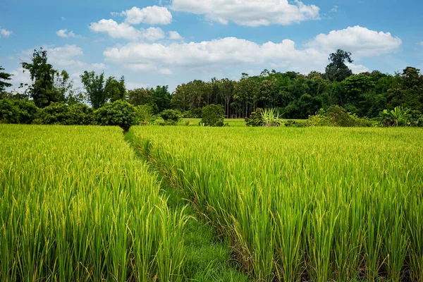 Green Rice Fields Blue Sky Clouds Landscape Farmer Thailand Background Royalty Free Stock Photos