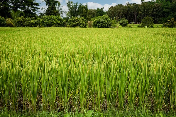 Green Rice Fields Landscape Rice Fields Thailand Stock Photo