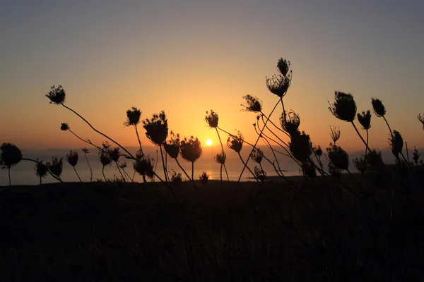 sunset and silhouette of flowers