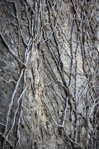Rötter på väggen — Stockfoto