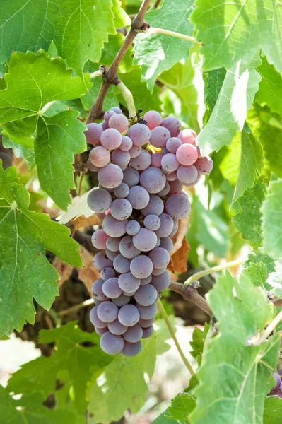 Закрыть виноград — стоковое фото