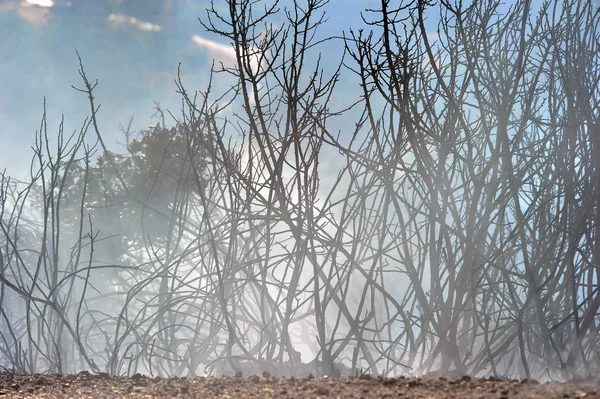Закінф острів низький масштабу пожежа в volimes 03 липня 2013 року, Греція — стокове фото