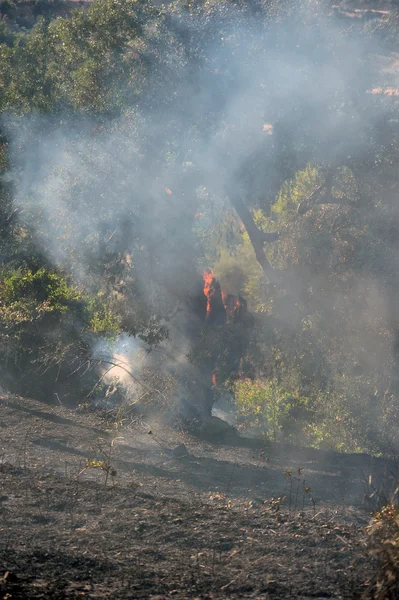 Isla de Zakynthos incendio a baja escala en volimes 03 de julio 2013, Grecia — Foto de Stock