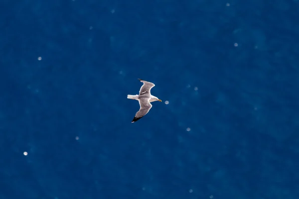 カモメが海を飛び — ストック写真