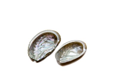 beyaz zemin üzerinde kabukları