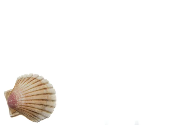 Conchas sobre um fundo branco — Fotografia de Stock