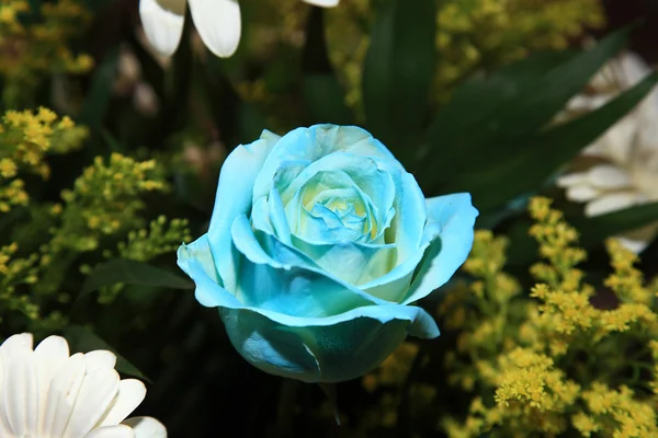 美しい青いバラのクローズ アップ — ストック写真