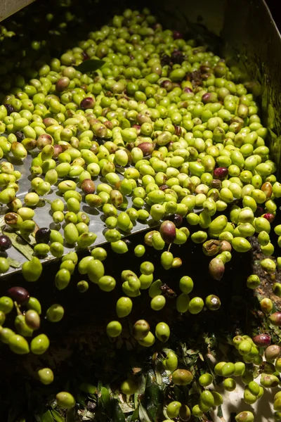 Primer plano de las aceitunas en una máquina de aceite de oliva —  Fotos de Stock