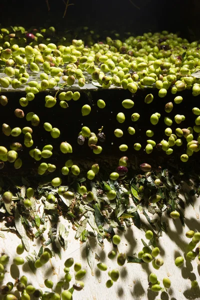 Closeup of olives in a olive oil machine — Stock Photo, Image