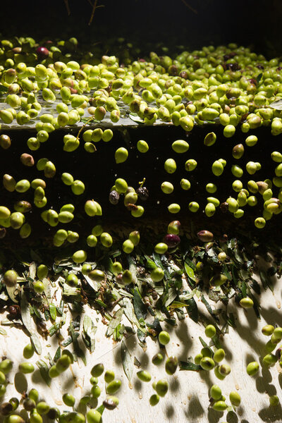 closeup of olives in a olive oil machine