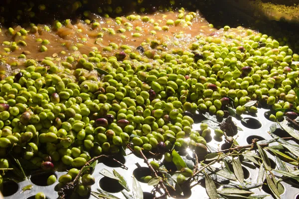 Closeup of olives in a olive oil machine — Stock Photo, Image