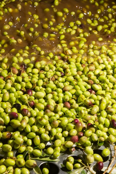 Close-up de azeitonas em uma máquina de azeite — Fotografia de Stock