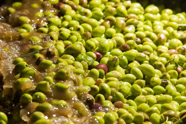 Closeup of olives in a olive oil machine — Stock Photo, Image