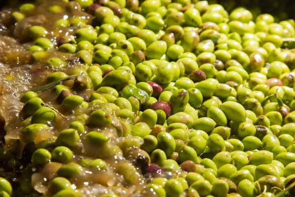 Close-up de azeitonas em uma máquina de azeite — Fotografia de Stock