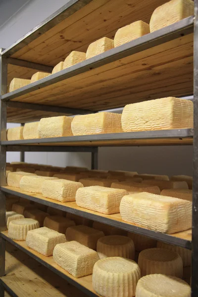 Maturing cheese storehouse — Stock Photo, Image