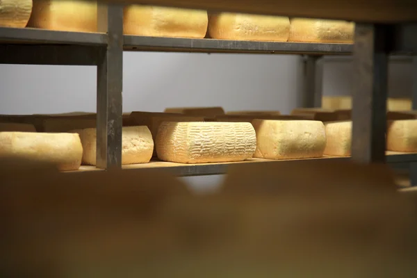 Maturing cheese storehouse — Stock Photo, Image