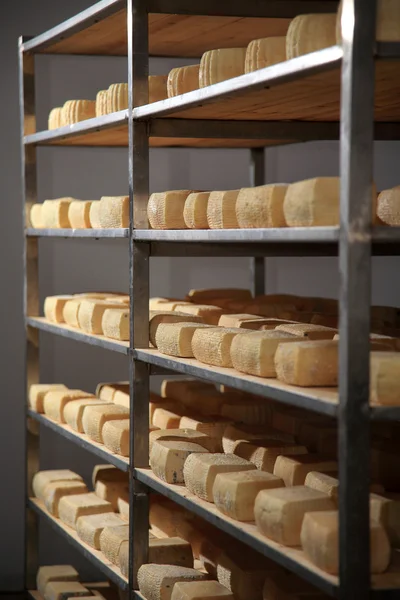 Maturing cheese storehouse — Stock Photo, Image