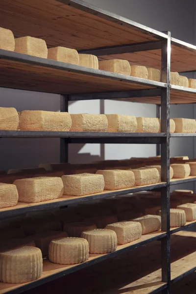 Maturing cheese storehouse — Stock Photo, Image