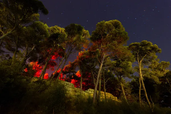 Tall pine trees at night — Stock Photo, Image