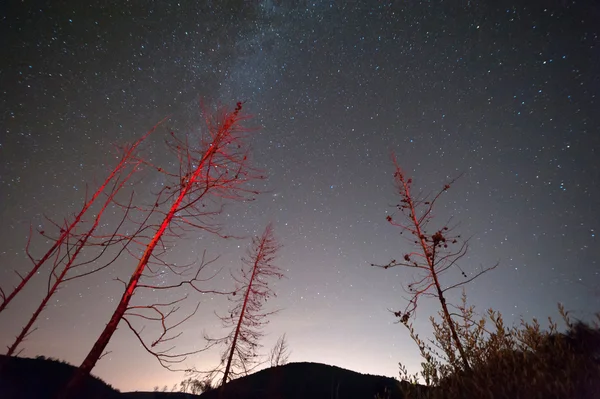 Ночное небо с галактикой и деревьями — стоковое фото