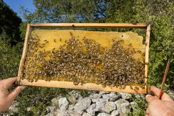 Бджоли на стільниці — стокове фото