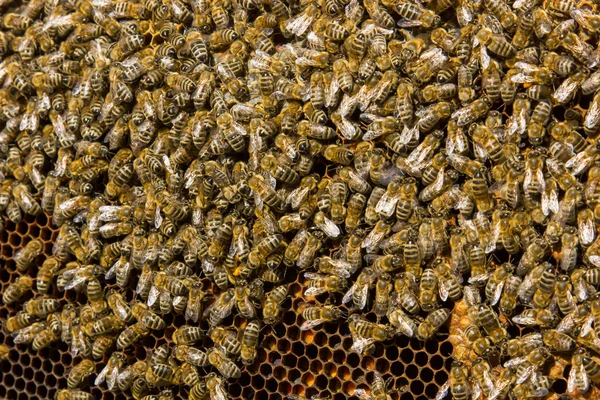 Μέλισσες σε κηρήθρα — Φωτογραφία Αρχείου