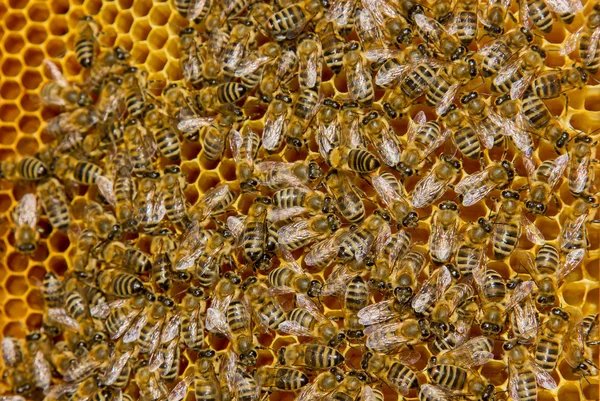 Včelí úl — Stock fotografie