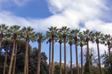 uzun boylu phoenix ağaçlar bir Yunanistan Milli Parkı