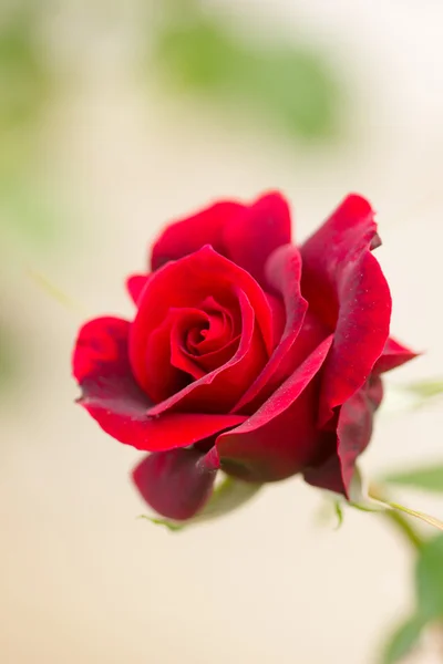 Close-up de uma flor rara na natureza de uma ilha — Fotografia de Stock